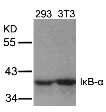 WB analysis of extracts from 293 and 3T3 cells using GTX50468 IKB alpha antibody.