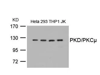 WB analysis of extracts from HeLa, 293, THP1, and JK cells using GTX50472 PKC mu antibody.