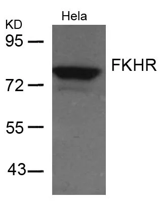 WB analysis of extracts from HeLa cells using GTX50482 FOXO1 antibody.