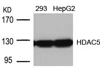 WB analysis of extracts from 293 and HepG2 cells using GTX50485 HDAC5 antibody.
