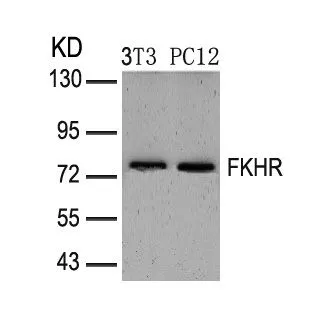 WB analysis of extracts from 3T3 and PC12 cells using GTX50499 FOXO1 antibody.