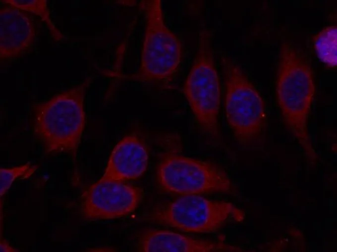 ICC/IF analysis of methanol-fixed MCF-7 cells using GTX50541 mTOR antibody. ICC/IF analysis of methanol-fixed MCF-7 cells using GTX50541 mTOR antibody.