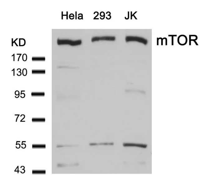 WB analysis of extracts from HeLa, 293, and JK cells using GTX50541 mTOR antibody.