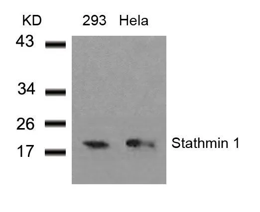 WB analysis of extracts from 293 and HeLa cells using GTX50545 Stathmin 1 antibody.