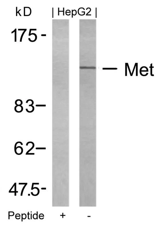 WB analysis of extracts from HepG2 cells using GTX50547 c-Met antibody with or without blocking peptide. WB analysis of extracts from HepG2 cells using GTX50547 c-Met antibody with or without blocking peptide.