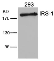 WB analysis of extracts from 293 cells using GTX50550 IRS1 antibody.