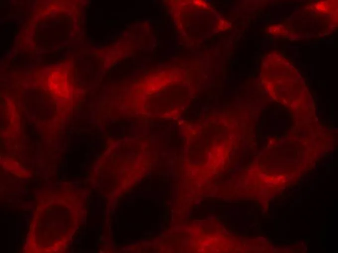 ICC/IF analysis of methanol-fixed HeLa cells using GTX50553 eIF4E antibody. ICC/IF analysis of methanol-fixed HeLa cells using GTX50553 eIF4E antibody.