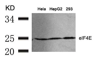 WB analysis of extracts from HeLa, HepG2, and 293 cells using GTX50553 eIF4E antibody.