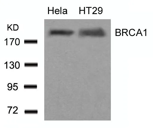 WB analysis of extracts from HeLa and HT-29 cells using GTX50557 BRCA1 antibody.
