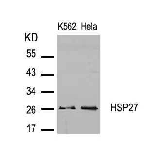 WB analysis of extracts from K562 and HeLa cells using GTX50563 HSP27 antibody.