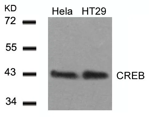 WB analysis of extracts from HeLa and HT-29 cells using GTX50586 CREB antibody.