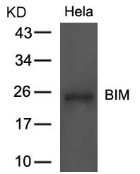 WB analysis of extracts from HeLa cells using GTX50597 Bim antibody.
