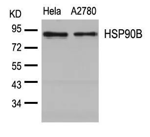 WB analysis of extracts from HeLa and A2780 cells using GTX50607 HSP90 beta antibody.