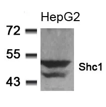 WB analysis of extracts from HepG2 cells using GTX50620 SHC1 antibody.