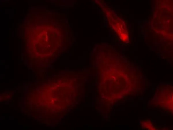 ICC/IF analysis of methanol-fixed HeLa cells using GTX50624 SHP2 antibody. ICC/IF analysis of methanol-fixed HeLa cells using GTX50624 SHP2 antibody.