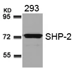 WB analysis of extracts from 293 cells using GTX50624 SHP2 antibody.
