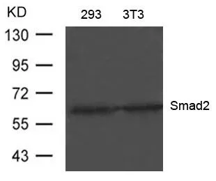 WB analysis of extracts from 293 and 3T3 cells using GTX50627 SMAD2 antibody.