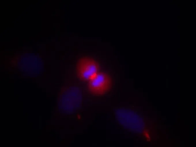 ICC/IF analysis of methanol-fixed HeLa cells using GTX50648 AKT1 antibody.
