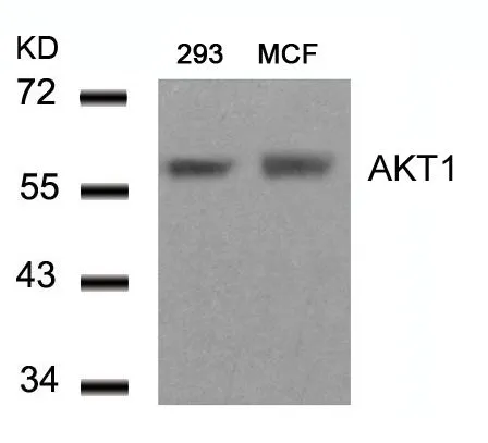 WB analysis of extracts from 293 and MCF cells using GTX50648 AKT1 antibody.