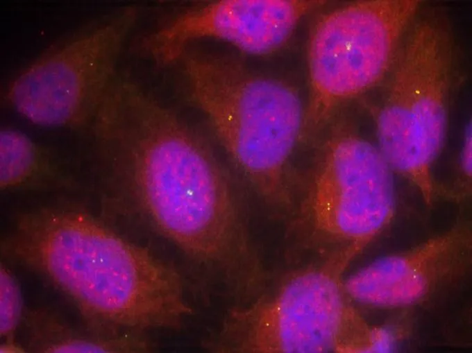 ICC/IF analysis of methanol-fixed HeLa cells using GTX50663 Cyclin B1 antibody. ICC/IF analysis of methanol-fixed HeLa cells using GTX50663 Cyclin B1 antibody.
