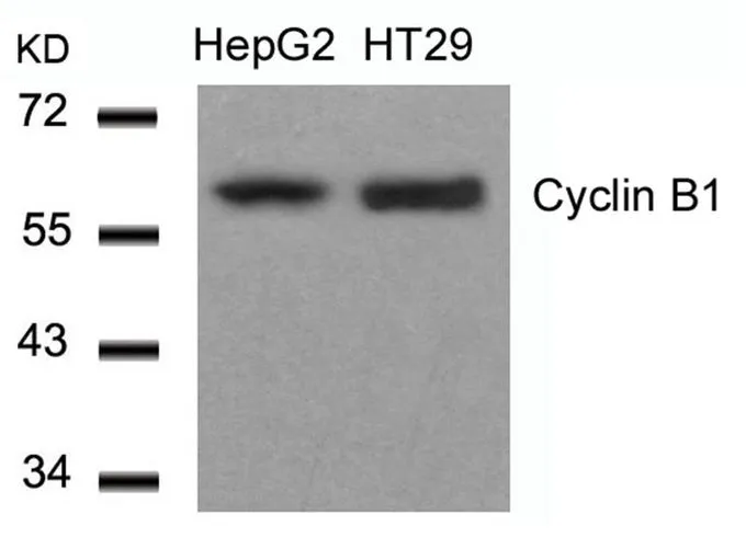 WB analysis of extracts from HepG2 and HT-29 cells using GTX50663 Cyclin B1 antibody.