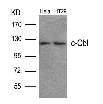 WB analysis of extracts from HeLa and HT-29 cells using GTX50669 CBL antibody.
