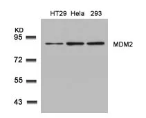 WB analysis of extracts from HT-29, HeLa, and 293 cells using GTX50670 MDM2 antibody.