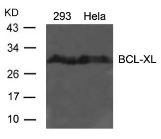 WB analysis of extracts from 293 and HeLa cells using GTX50672 Bcl-XL antibody. WB analysis of extracts from 293 and HeLa cells using GTX50672 Bcl-XL antibody.