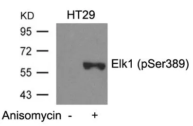 WB analysis of extracts from HT-29 cells untreated or treated with Anisomycin using GTX50688 ELK1 (phospho Ser389) antibody.