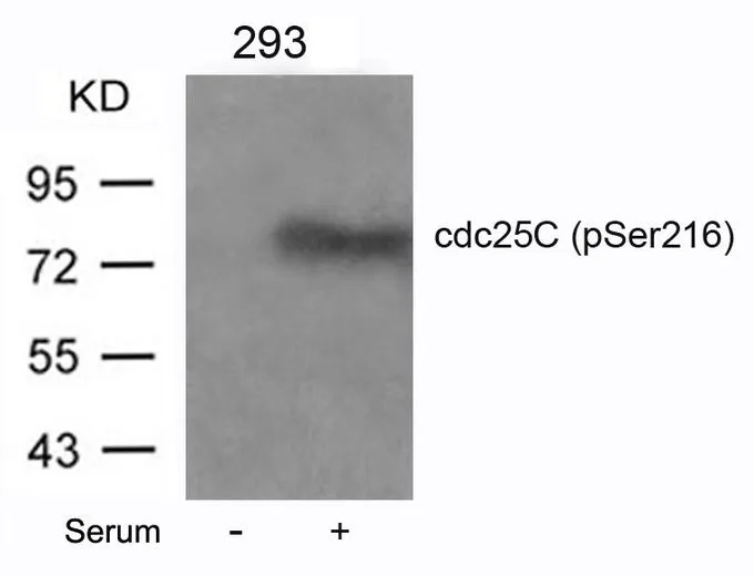 WB analysis of extracts from 293 cells untreated or treated with serum using GTX50689 CDC25C (phospho Ser216) antibody.