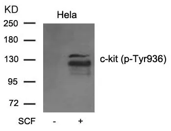 WB analysis of extracts from C6 cell untreated or treated with serum using GTX50690 c-kit (phospho Tyr936) antibody.