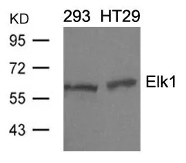 WB analysis of extracts from 293 and HT-29 cells using GTX50691 ELK1 antibody.