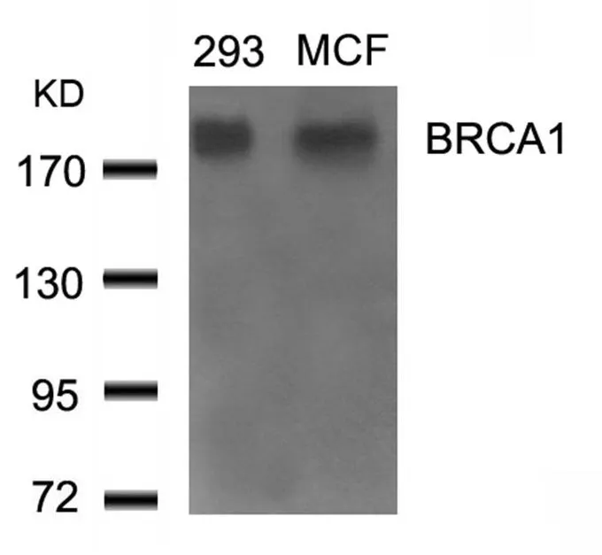 WB analysis of extracts from 293 and MCF cells using GTX50692 BRCA1 antibody.