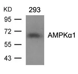 WB analysis of extracts from 293 cells using GTX50705 AMPK alpha 1 antibody.