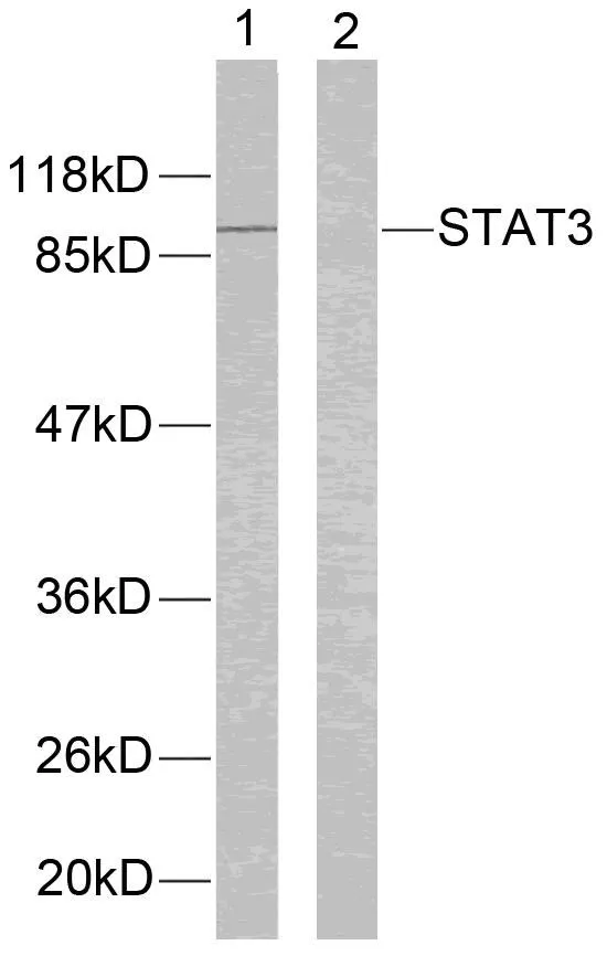 WB analysis of extracts from HeLa cells using GTX50709 STAT3 antibody.