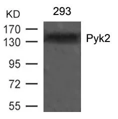 WB analysis of extracts from 293 cells using GTX50715 PYK2 antibody.
