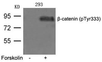 WB analysis of extracts from 293 cells untreated or treated with FSK using GTX50727 beta Catenin (phospho Tyr333) antibody.