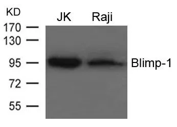 WB analysis of extracts from JK and Raji cells using GTX50822 Blimp1 antibody. WB analysis of extracts from JK and Raji cells using GTX50822 Blimp1 antibody.