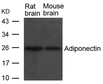 WB analysis of extracts from rat and mouse brain tissue using GTX50846 Adiponectin antibody.