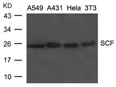 WB analysis of extracts from A549,A431,HeLa,and 3T3 cells using GTX50851 SCF antibody.