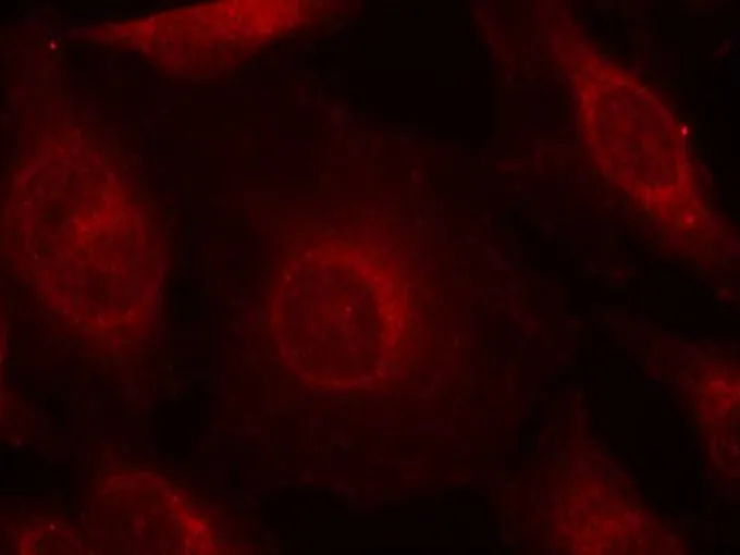 ICC/IF analysis of methanol-fixed HeLa cells using GTX50869 AKT (phospho Tyr315) antibody.