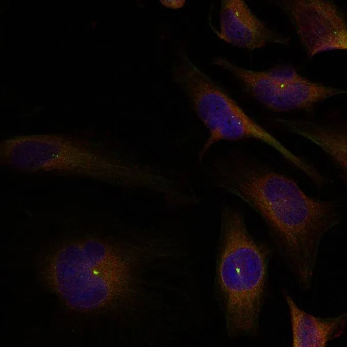 ICC/IF analysis of methanol-fixed HeLa cells using GTX50872 Coflin1/Cofilin2 antibody. ICC/IF analysis of methanol-fixed HeLa cells using GTX50872 Coflin1/Cofilin2 antibody.