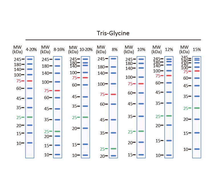Trident Prestained Protein Ladder (High Range) (GTX50875)