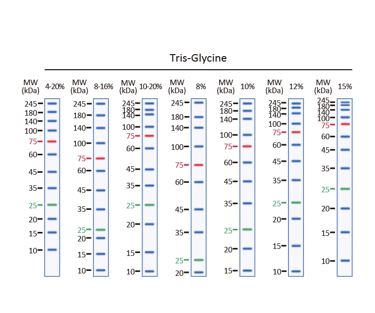 Migration pattern of GTX50875 Trident Prestained Protein Ladder (High Range) in Tris-Glycine gel.