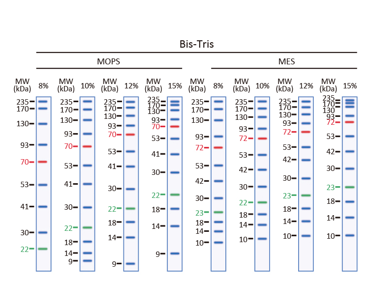 10ug of GTX109135-pro Galectin 2 recombinant protein analyzed using SDS-PAGE and stained with coomassie blue and captured by black and white camera.