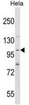 WB analysis of HeLa cell lysate (35ug/lane) using GTX50879 SH3PXD2A antibody, N-term.