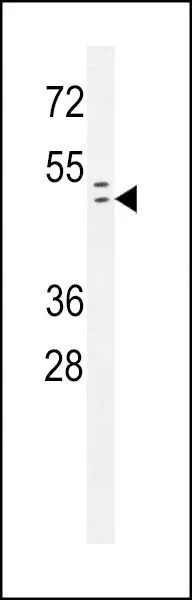 WB analysis of 293 cell lysate (35ug/lane) using GTX50884 Rad9 (phospho Ser387) antibody.