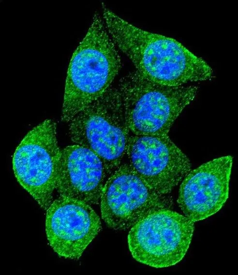 ICC/IF analysis of 293 cells using GTX50884 Rad9 (phospho Ser387) antibody. Green : Rad9 (phospho Ser387) Blue : DAPI