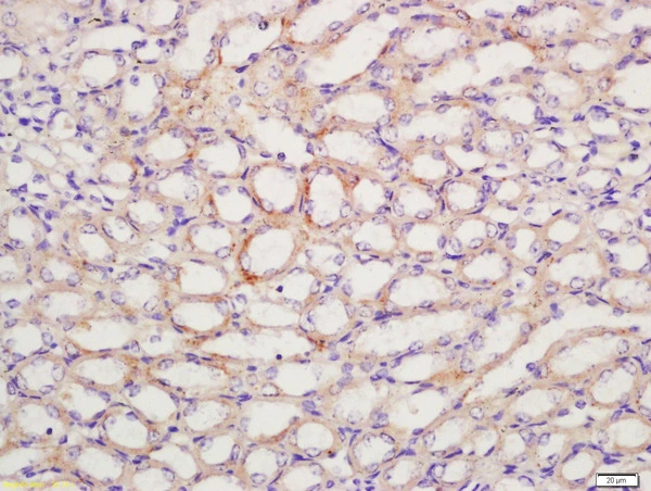IHC-P analysis of mouse kidney tissue using GTX50972 Prostaglandin E Receptor EP1 antibody. Dilution : 1:200