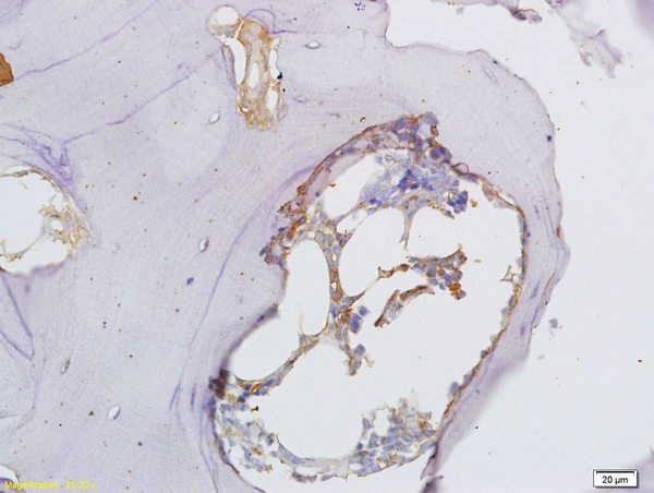 IHC-P analysis of rat shin bone tissue using GTX50974 Osteopontin antibody. Dilution : 1:300